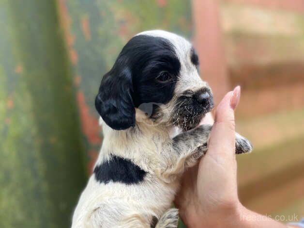 Cocker spanials for sale in Slough, Powys