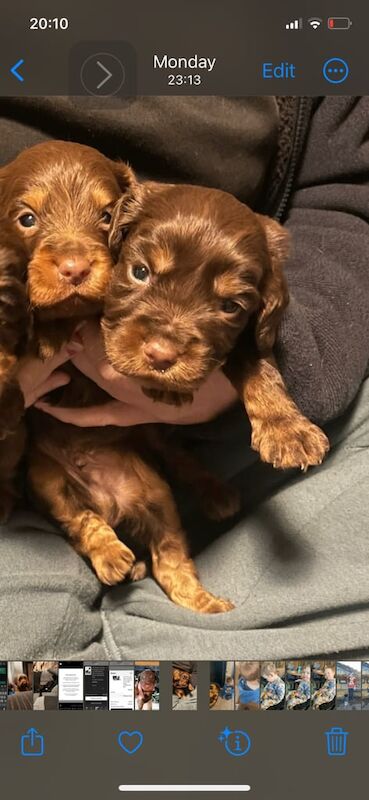 Cocker spaniel 1/4 poo for sale in Seaford, East Sussex