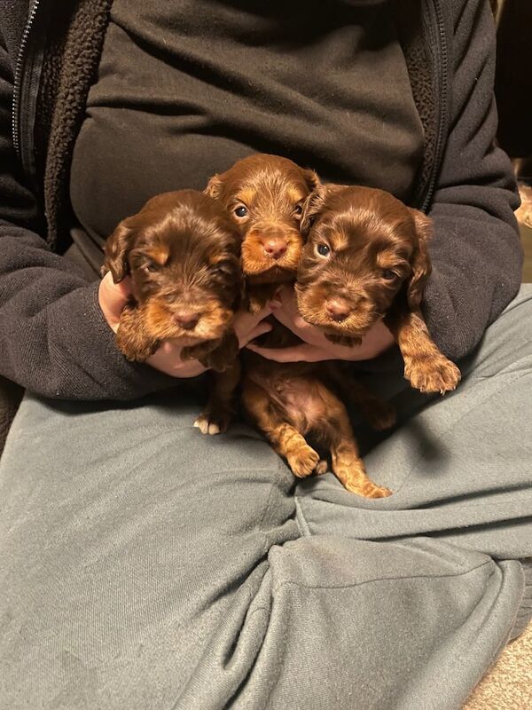 Cocker spaniel 1/4 poo for sale in Seaford, East Sussex - Image 3