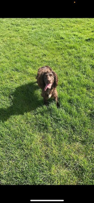 Cocker spaniel 10 months old chocolate girl for sale in Worksop, Nottinghamshire - Image 1