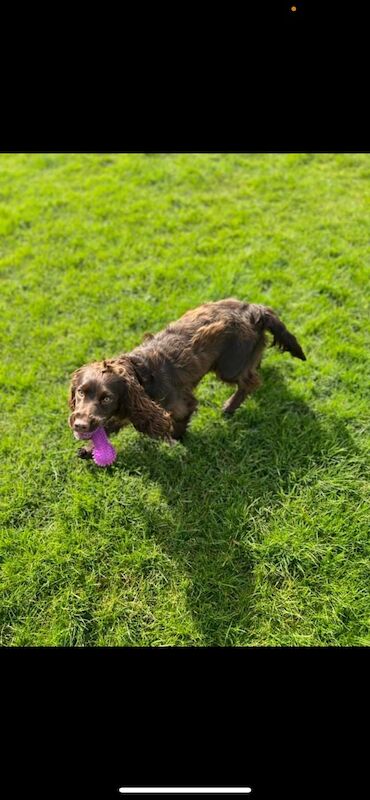 Cocker Spaniels for sale in Worksop, Nottinghamshire