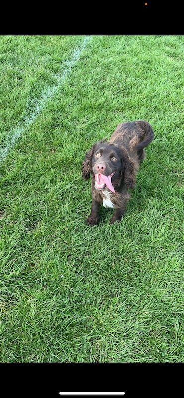 Cocker spaniel 10 months old chocolate girl for sale in Worksop, Nottinghamshire - Image 3