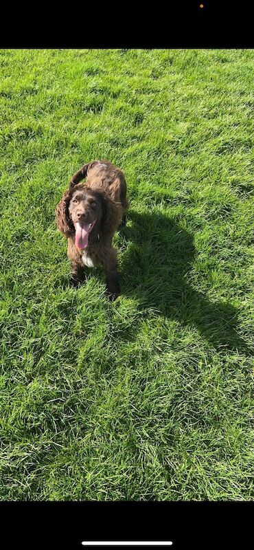 Cocker spaniel 10 months old chocolate girl for sale in Worksop, Nottinghamshire - Image 4