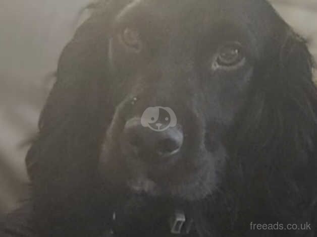 Cocker spaniel 2yr old male for sale in Worksop, Nottinghamshire