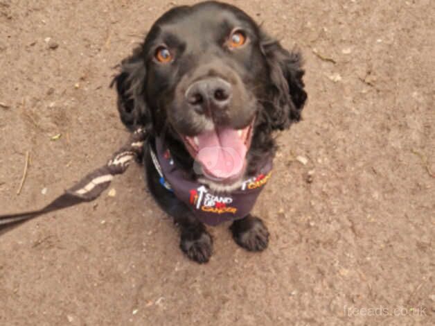 Cocker spaniel 2yr old male for sale in Worksop, Nottinghamshire - Image 2