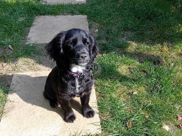 Cocker spaniel 3 months old for sale in Welwyn Garden City, Hertfordshire