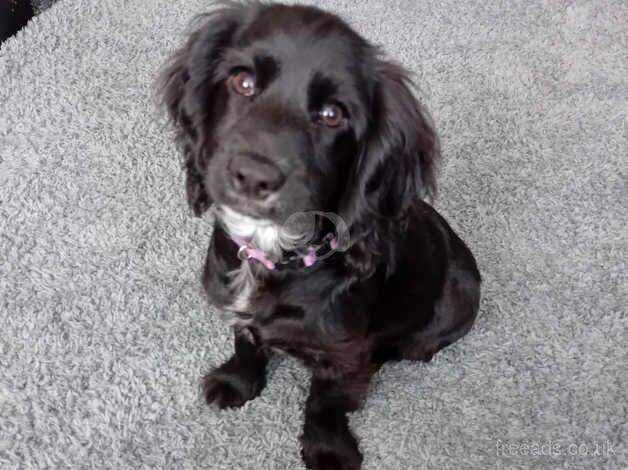 Cocker spaniel 3 months old for sale in Welwyn Garden City, Hertfordshire - Image 2