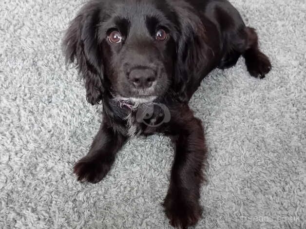 Cocker spaniel 3 months old for sale in Welwyn Garden City, Hertfordshire - Image 3