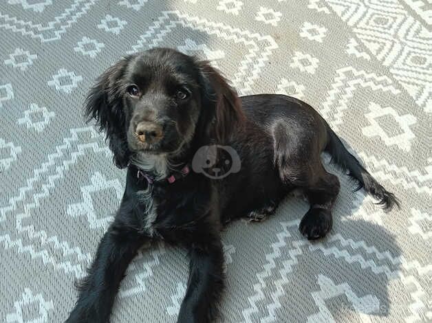 Cocker spaniel 3 months old for sale in Welwyn Garden City, Hertfordshire - Image 5