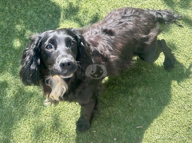 Cocker spaniel 3 year old female for sale in Ascot, Berkshire - Image 1