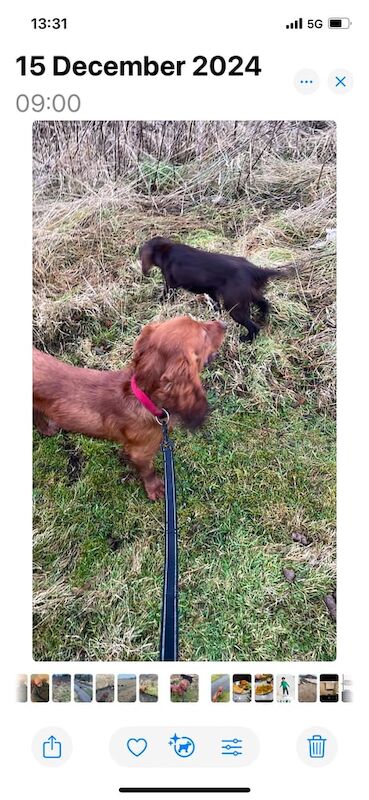 Cocker spaniel for sale in Prestwick, South Ayrshire