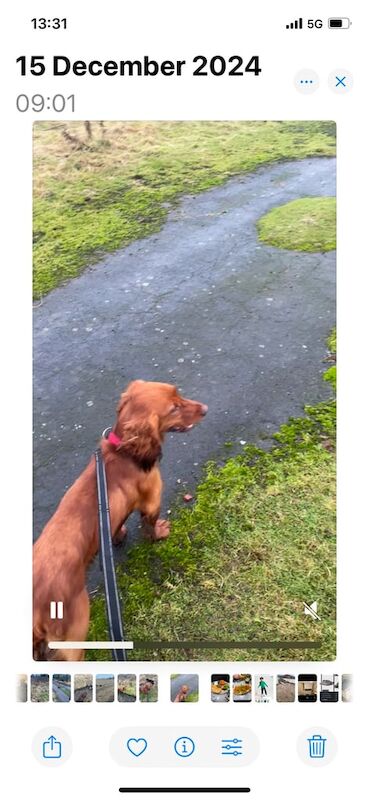 Cocker spaniel for sale in Prestwick, South Ayrshire - Image 2