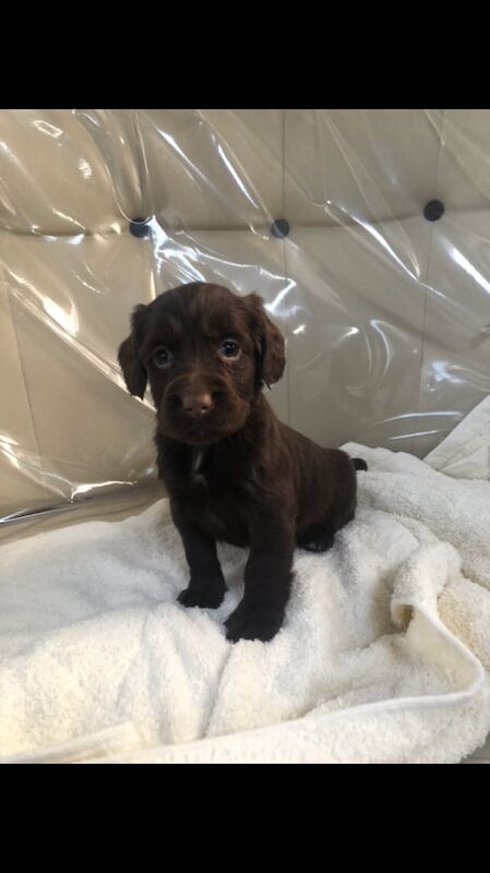 Cocker spaniel for sale in Blackpool, Lancashire