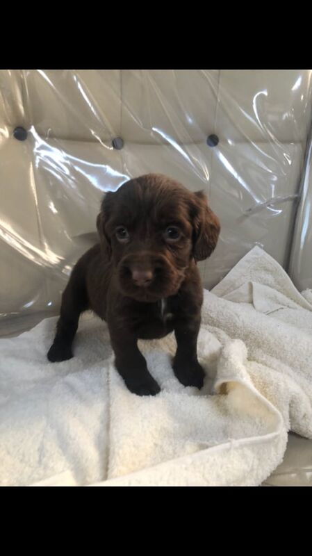 Cocker spaniel for sale in Blackpool, Lancashire - Image 2