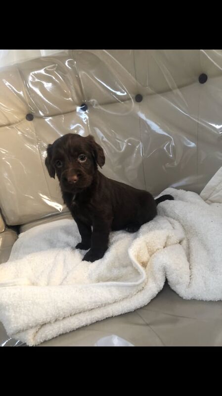 Cocker spaniel for sale in Blackpool, Lancashire - Image 3