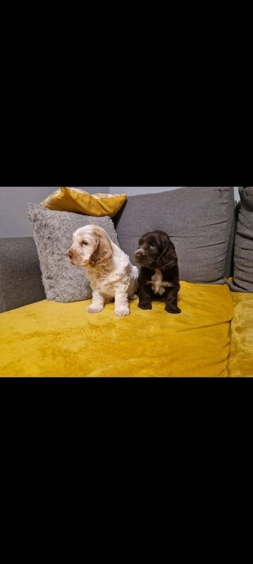 Cocker spaniel for sale in Goole, East Riding of Yorkshire