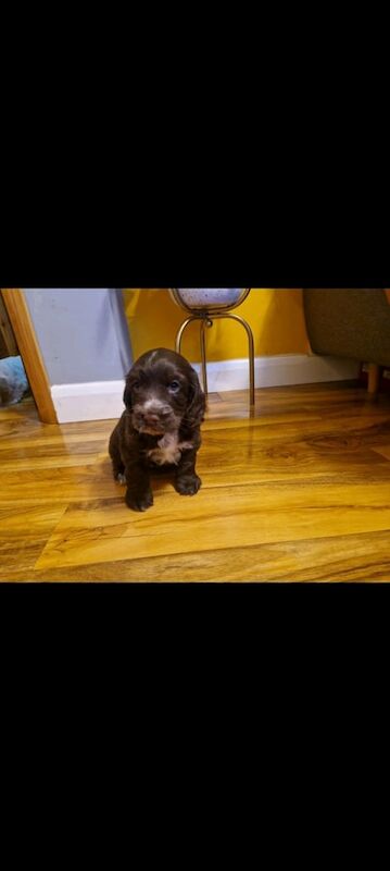 Cocker spaniel for sale in Goole, East Riding of Yorkshire - Image 2