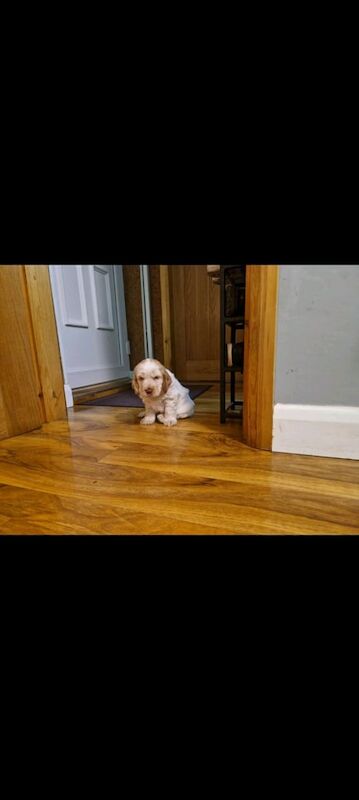 Cocker spaniel for sale in Goole, East Riding of Yorkshire - Image 3