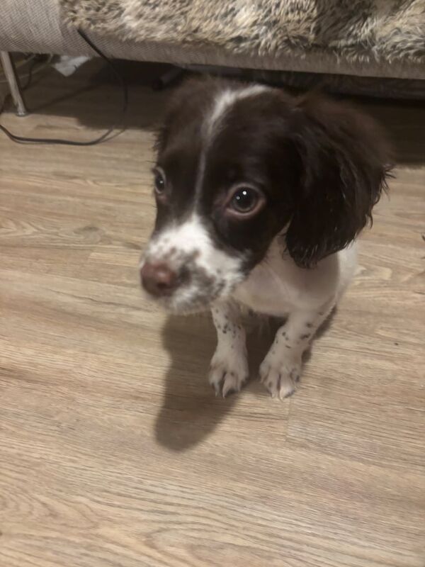 Cocker spaniel for sale in Methil, Fife