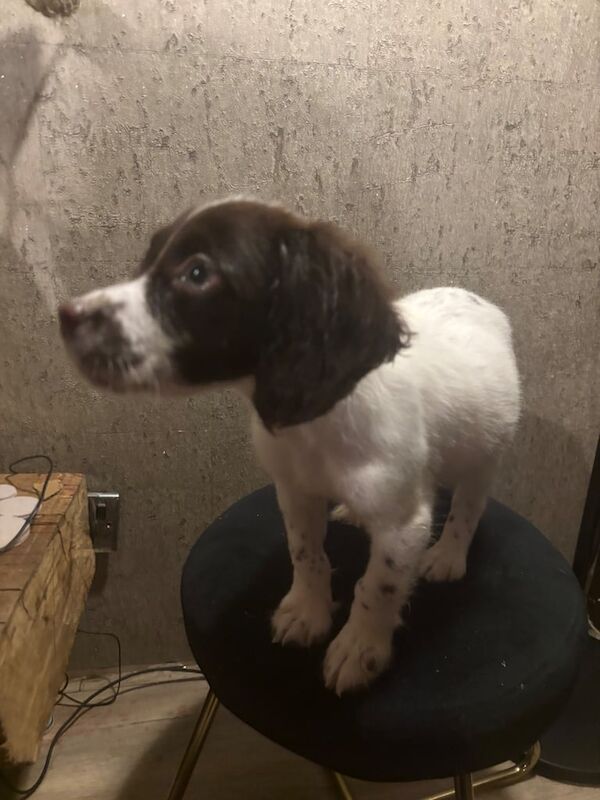 Cocker spaniel for sale in Methil, Fife - Image 3