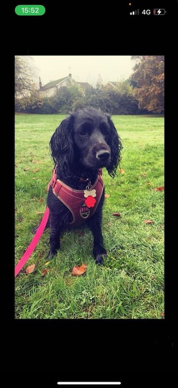 Cocker spaniel for sale in High Wycombe, Buckinghamshire