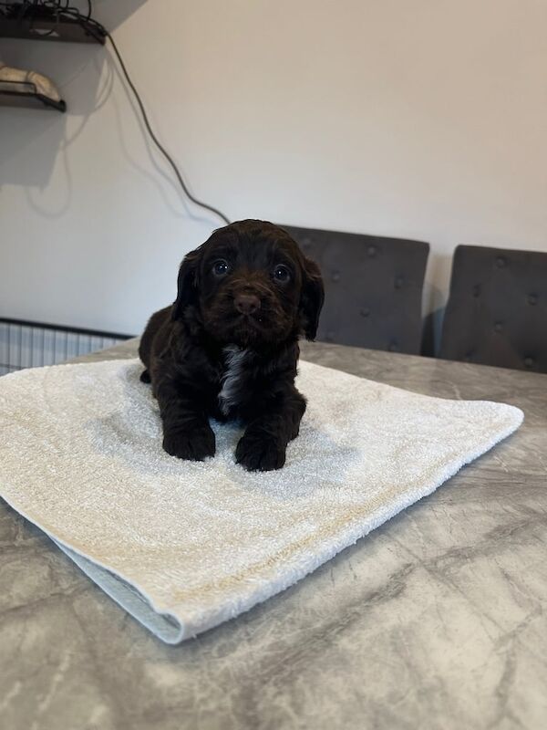 Cocker Spaniel 🤎🤎 for sale in Kirkbymoorside, North Yorkshire - Image 3