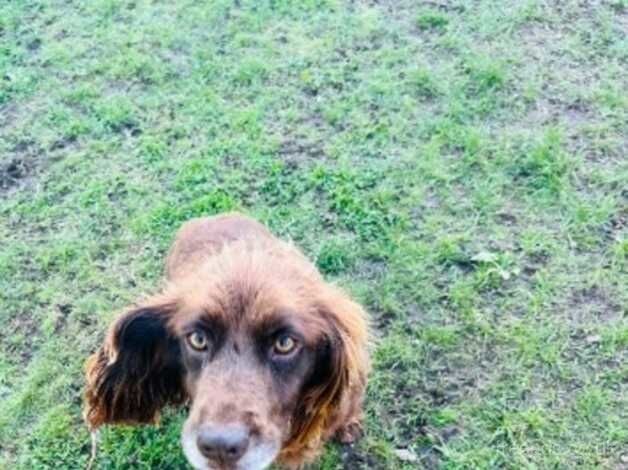 Cocker Spaniel 8 year old girl for sale in Nottingham, Nottinghamshire