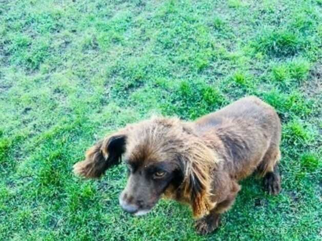 Cocker Spaniel 8 year old girl for sale in Nottingham, Nottinghamshire - Image 2