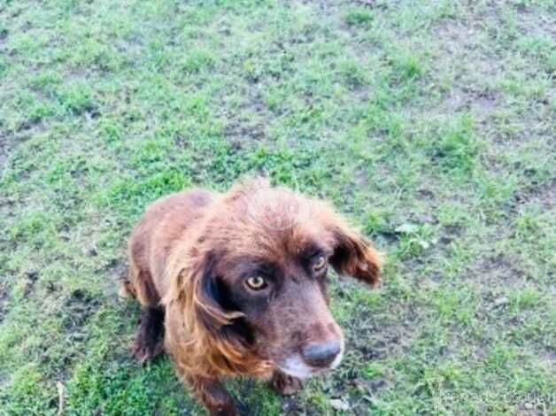 Cocker Spaniel 8 year old girl for sale in Nottingham, Nottinghamshire - Image 3