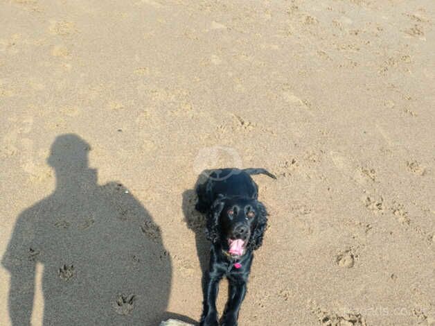 Cocker spaniel Bitch 2 year old for sale in Guisborough, North Yorkshire