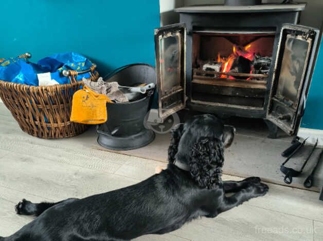 Cocker spaniel Bitch 2 year old for sale in Guisborough, North Yorkshire - Image 5