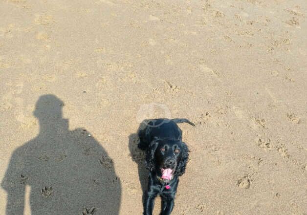 Cocker spaniel Bitch 2 year old for sale in Guisborough, North Yorkshire