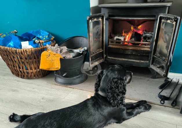 Cocker spaniel Bitch 2 year old for sale in Guisborough, North Yorkshire - Image 5