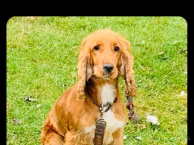 Cocker spaniel bitch 4 year old for sale in Abergavenny/Y Fenni, Monmouthshire