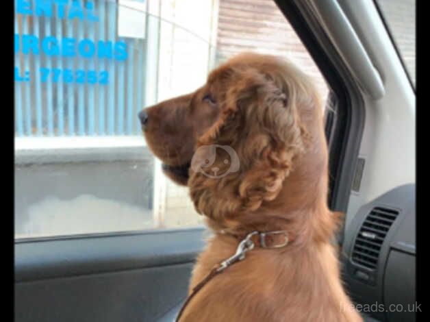 Cocker spaniel bitch 4 year old for sale in Abergavenny/Y Fenni, Monmouthshire - Image 2