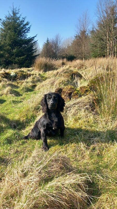 Cocker Spaniel Bitch for sale in Newtownstewart, County Tyrone - Image 1