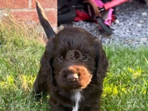 Cocker spaniel bitch for sale in Bishop Auckland, County Durham