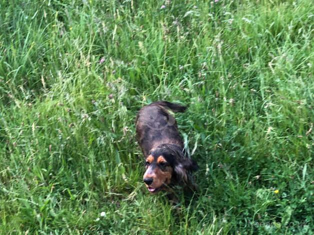 Cocker Spaniel bitch for sale in Chesterfield, Derbyshire