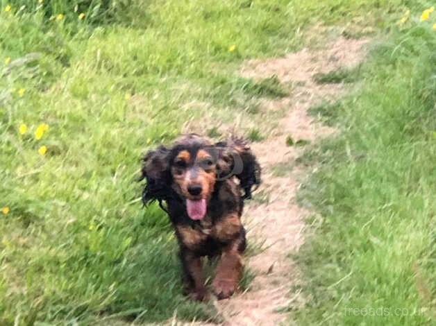 Cocker Spaniels for sale in Chesterfield, Derbyshire