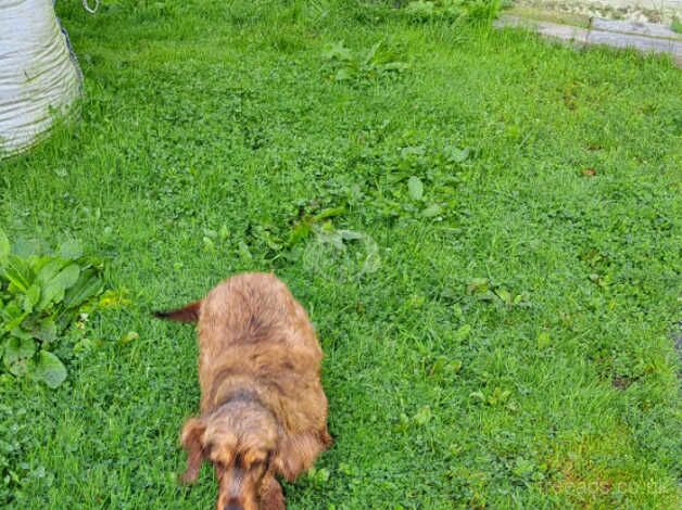 Cocker Spaniel Bitch for sale in Llandeilo, Carmarthenshire