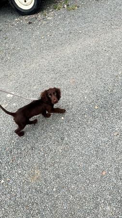 Cocker spaniel boy for rehoming for sale in Wisbech, Cambridgeshire - Image 1