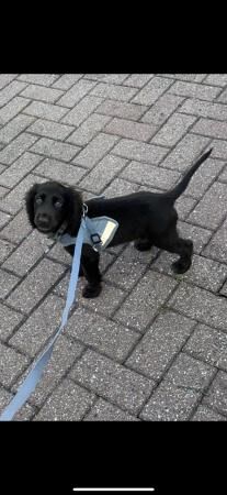 Cocker spaniel boy for rehoming for sale in Wisbech, Cambridgeshire - Image 2