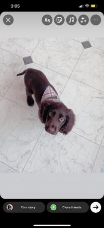 Cocker spaniel boy for rehoming for sale in Wisbech, Cambridgeshire - Image 3