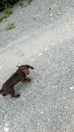 Cocker spaniel boy for rehoming for sale in Wisbech, Cambridgeshire - Image 4