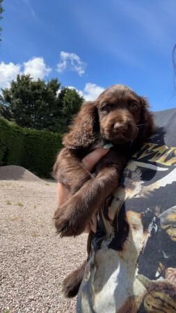 Cocker spaniel boy for rehoming for sale in Wisbech, Cambridgeshire - Image 5