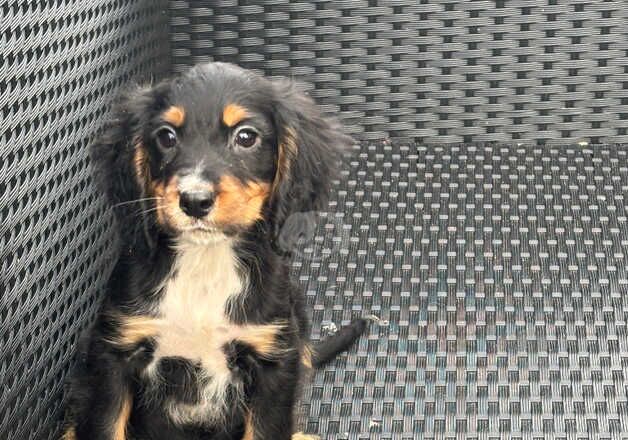 Cocker spaniel boy for sale in Cambridge, Cambridgeshire - Image 2