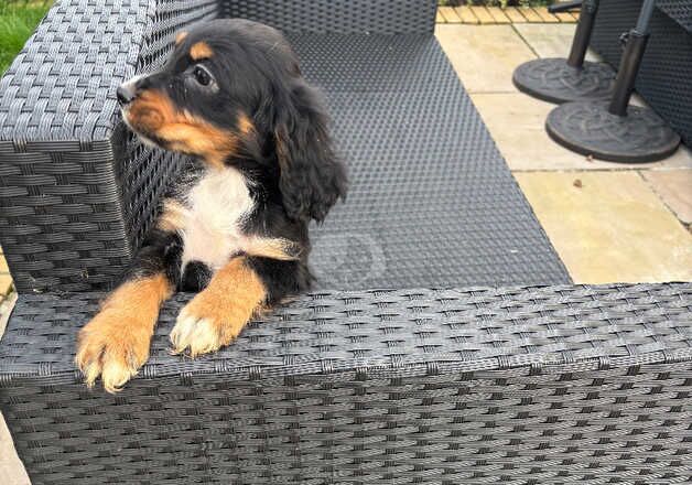 Cocker spaniel boy for sale in Cambridge, Cambridgeshire - Image 3