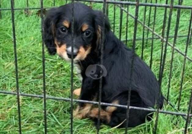 Cocker Spaniel Puppies for sale