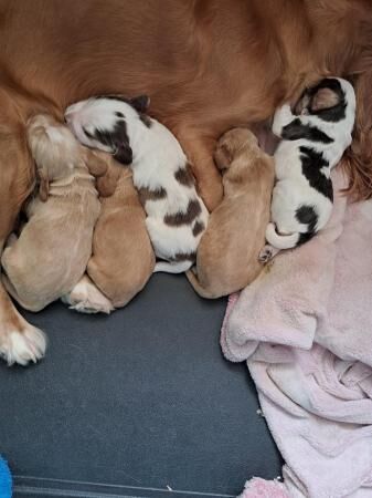 Cocker spaniel boy puppies for sale in Bradley Stoke, Gloucestershire - Image 1