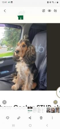 Cocker spaniel boy puppies for sale in Bradley Stoke, Gloucestershire - Image 3